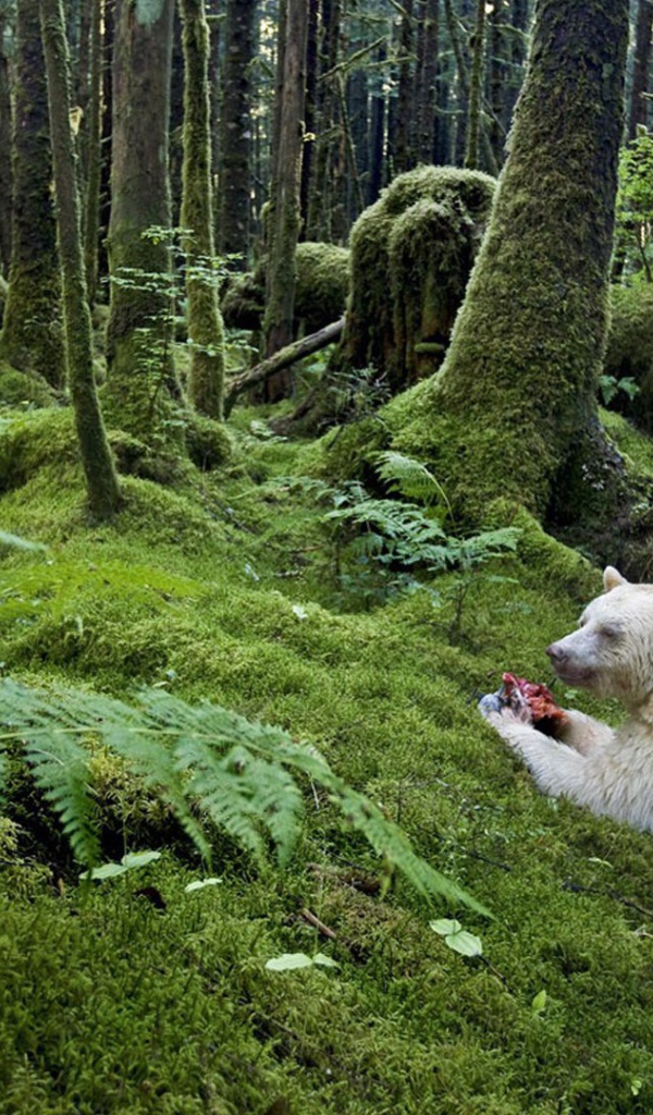 Медведь барибал альбинос