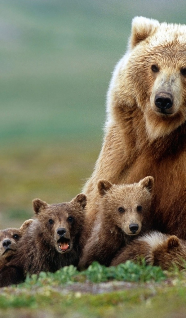 Медведица старательно охраняет свой выводок
