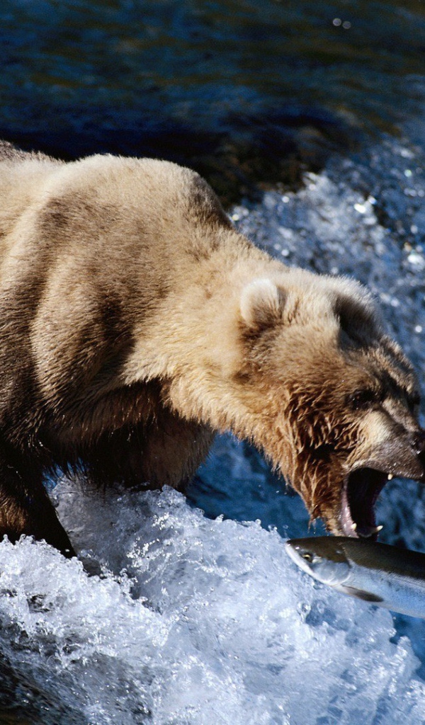 Медведь поймал пастью рыбу