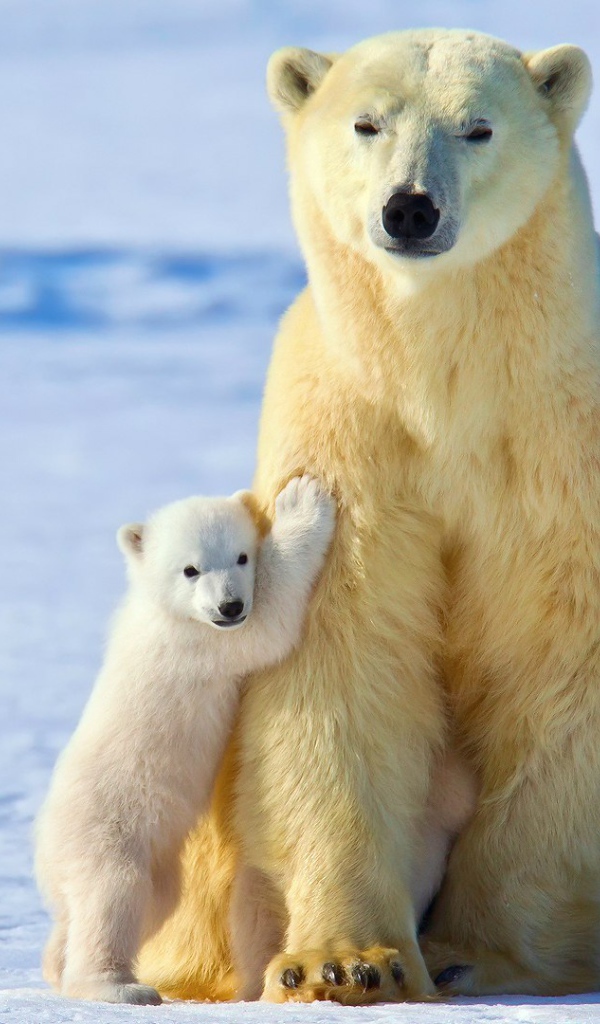 Медвежонок прижался к маме