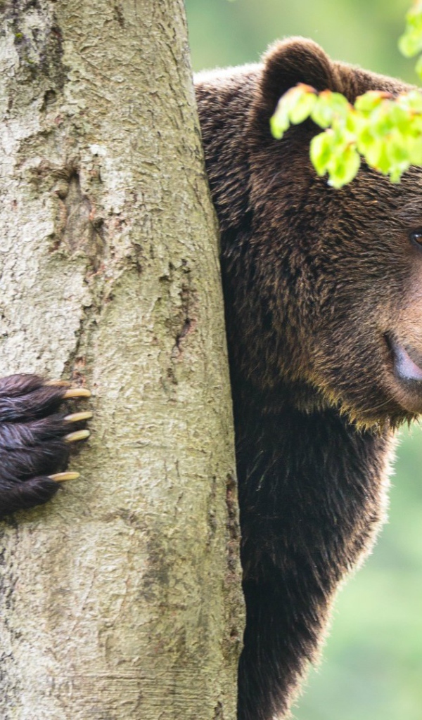 Медведь у дерева