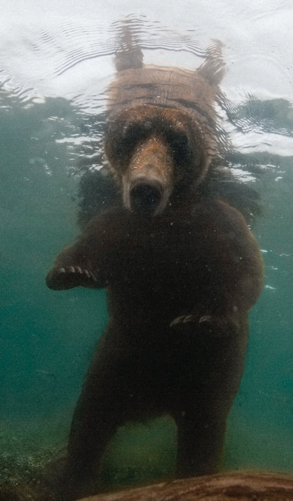 Медведь смотрит под воду
