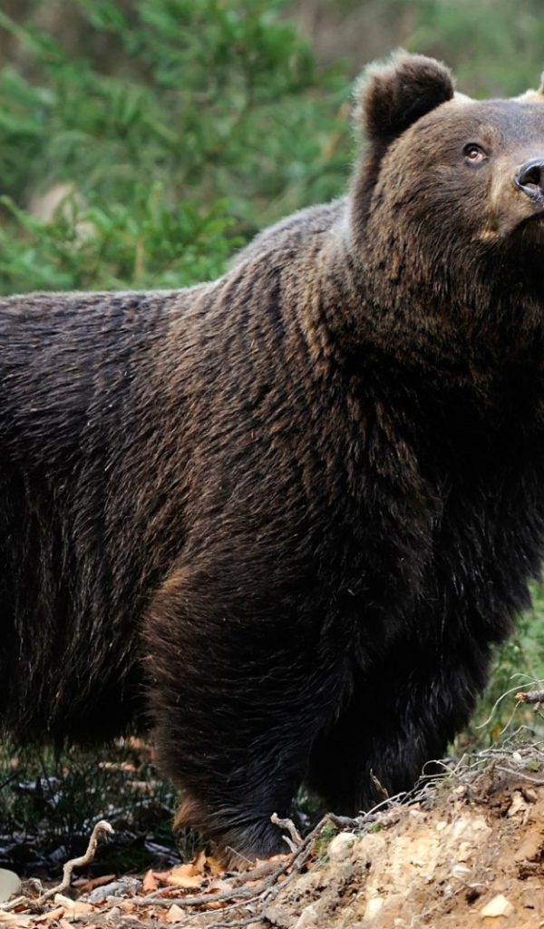 Медведь смотрит вверх