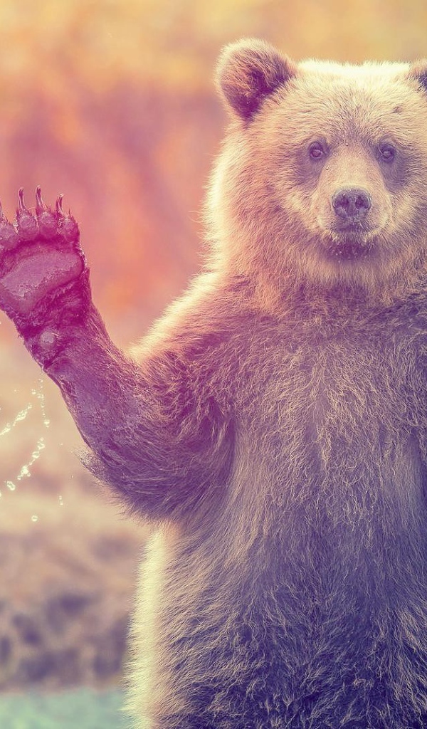 Медведь машет лапой стоя в воде