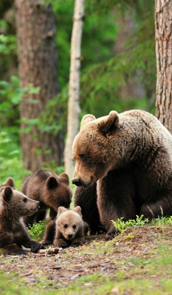 Медведица со своими медвежатами