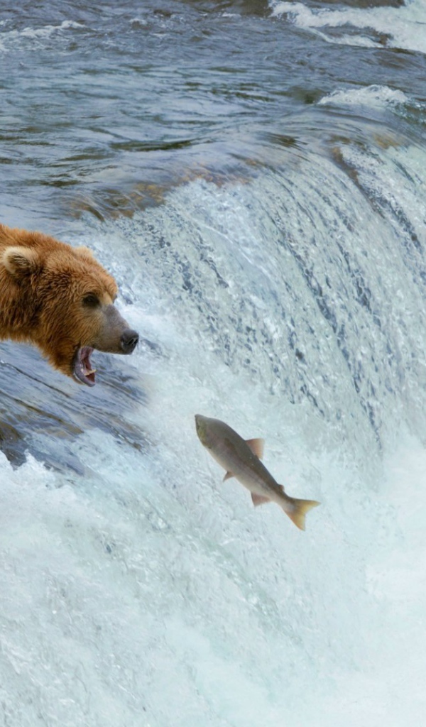 Медведи ловят рыбу, идущую на нерест
