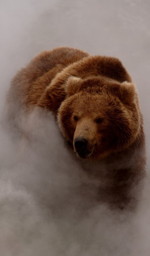 Бурый медведь выходит из густого тумана