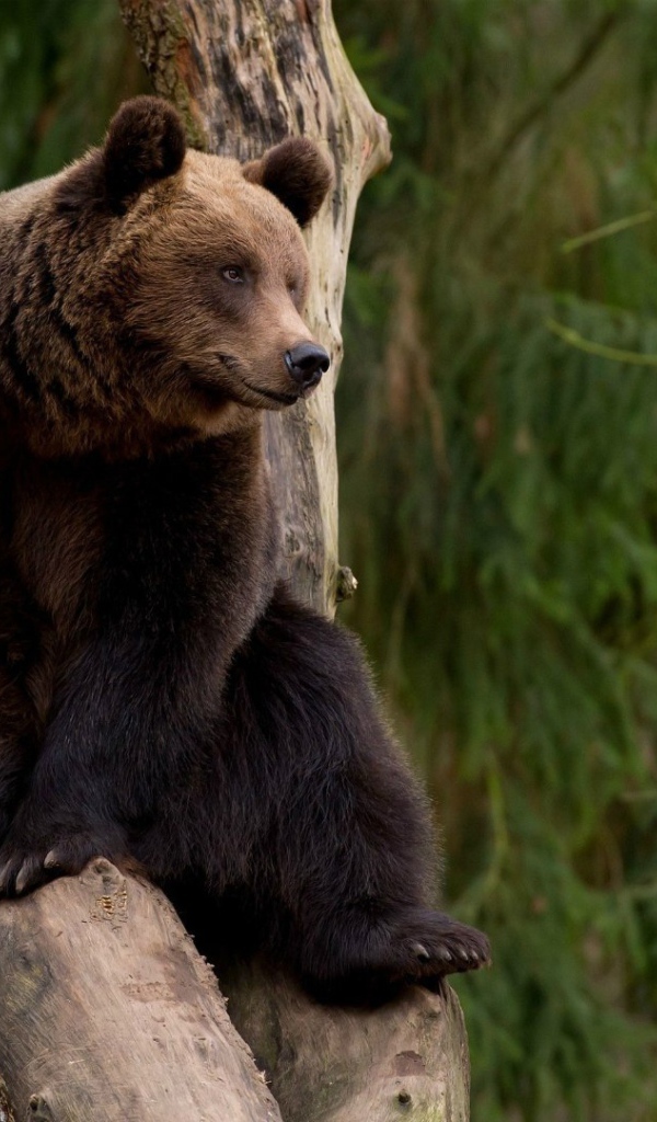 Бурый медведь на дереве
