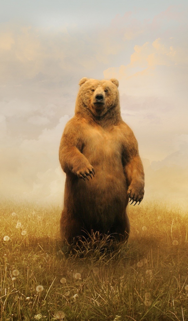 Коричневый медведь посреди поля