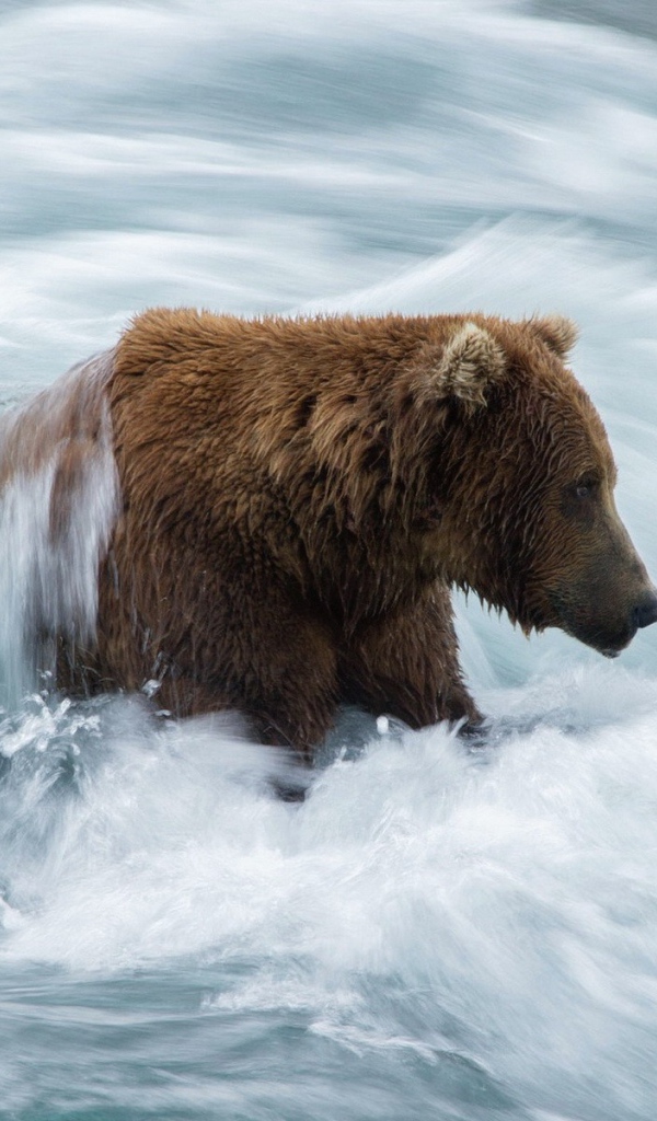 Бурый медведь в бурном потоке