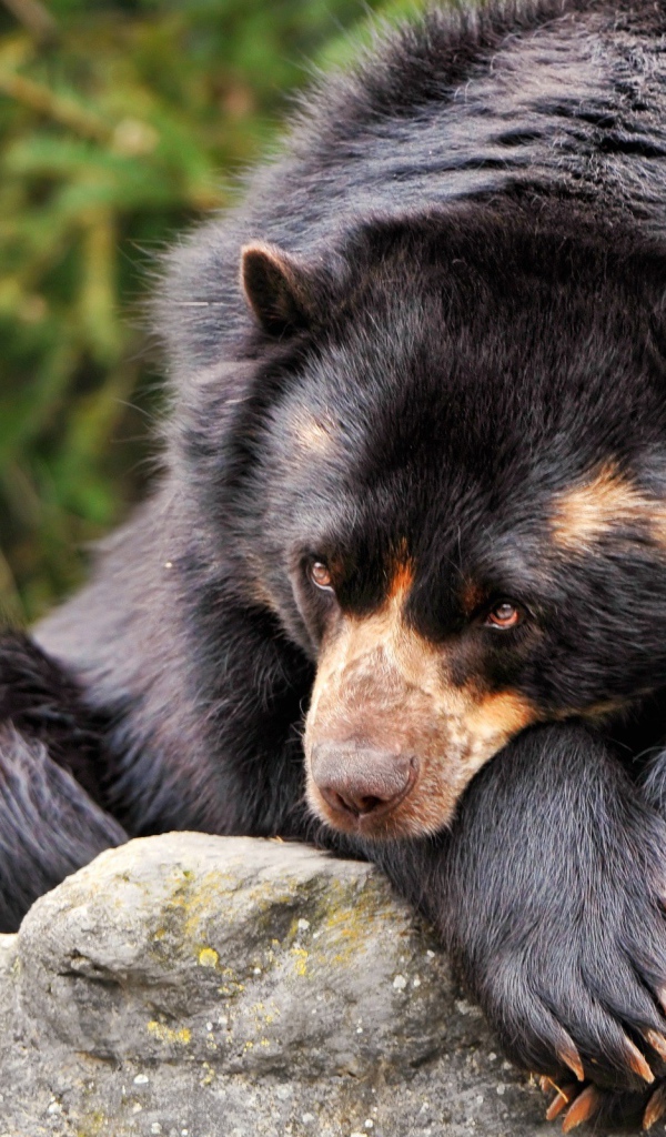 Коричневый медведь грустит