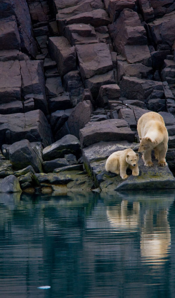 Family of polar bears