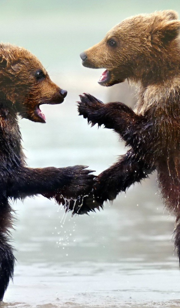 Забавные мокрые медвежата