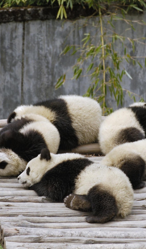 Ленивые панды спят после обеда
