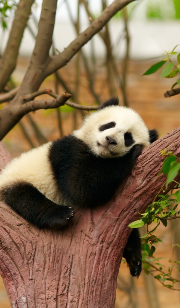 Маленькая панда сладко спит в развилке дерева