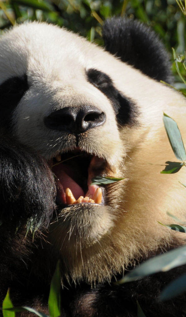 Панда среди зарослей ест листья