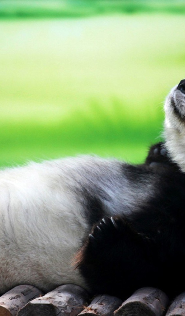 Панда лежит на спине