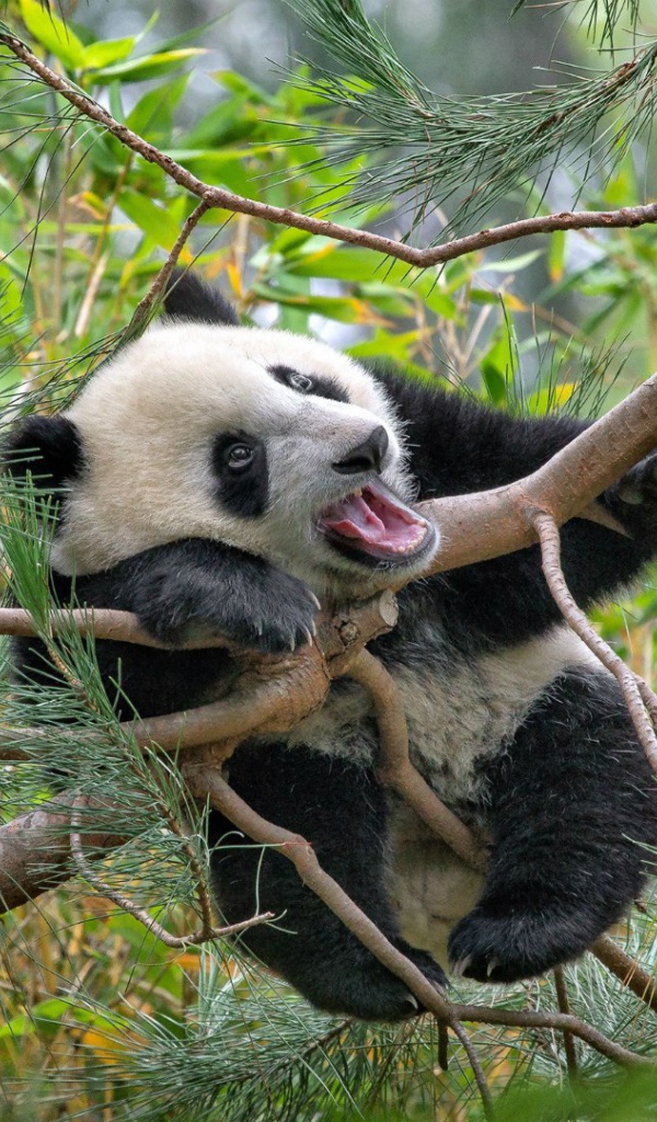 Панда на еловых ветвях