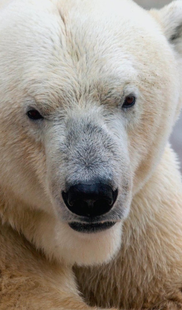 Белый медведь ест морковку