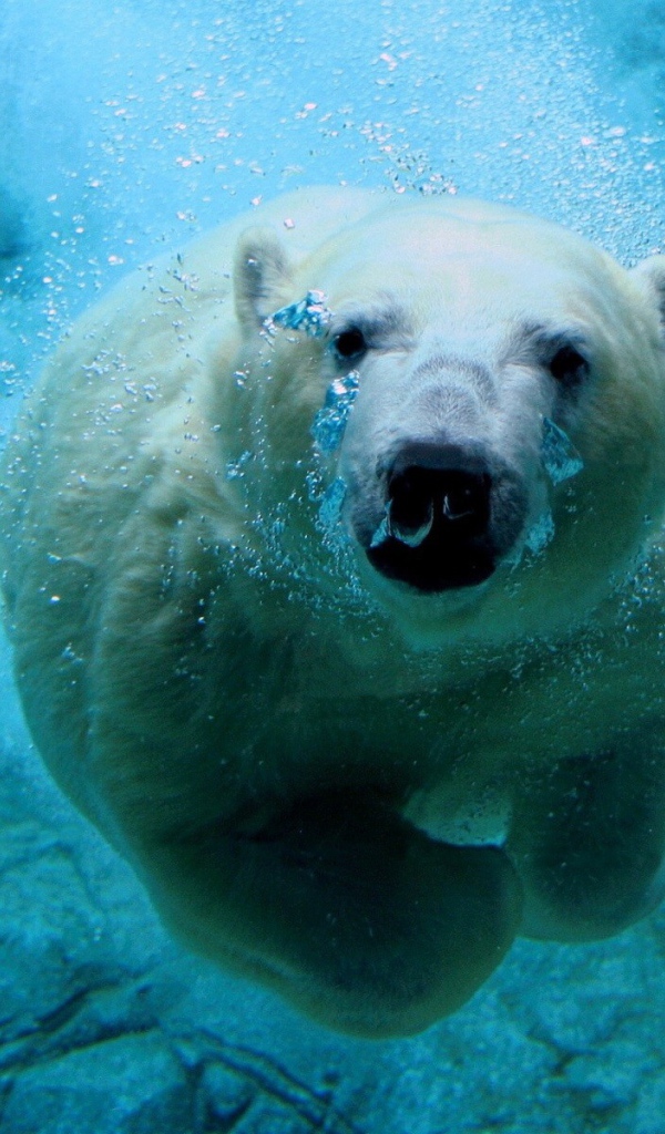 Белый медведь в голубой воде подо льдом