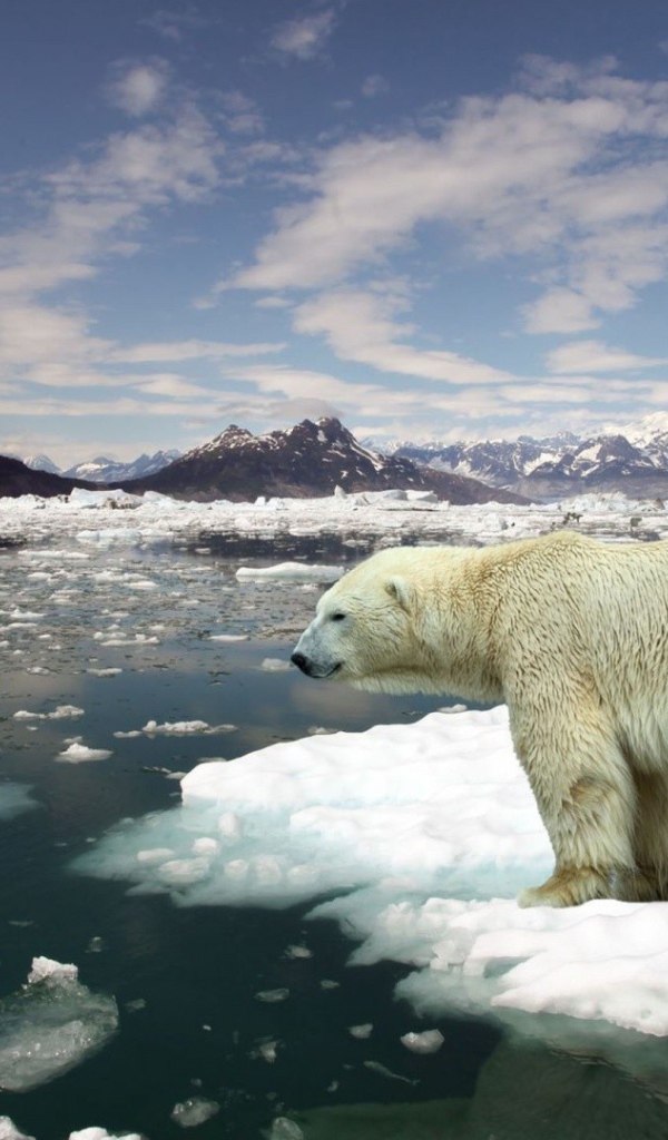 Белый медведь плывет на льдине