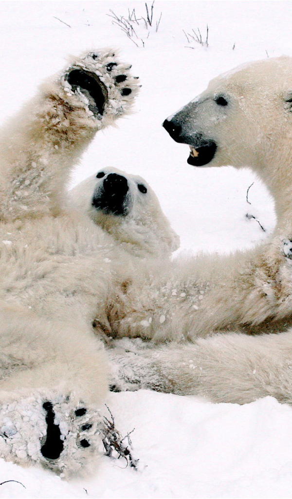Polar bear plays with mom