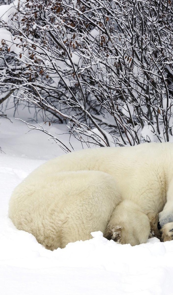 Белый медведь спит в снегу