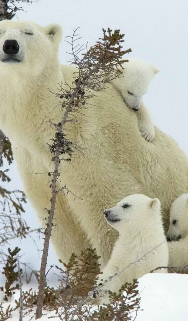 Белый медведь с детками