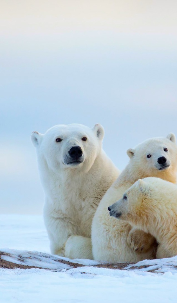 Полярные мишки на снегу