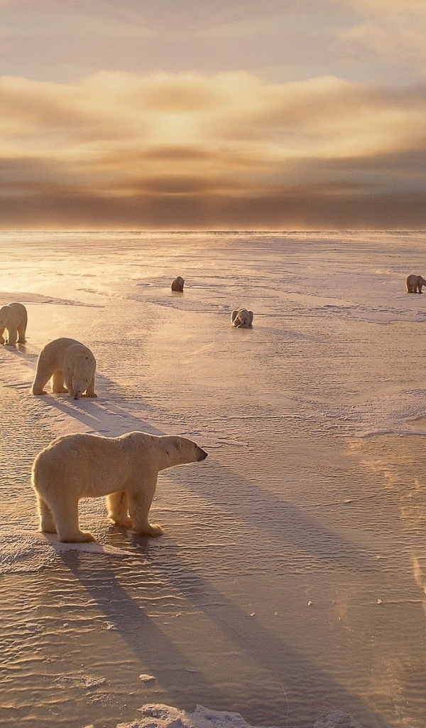 Белые медведи на берегу северного моря