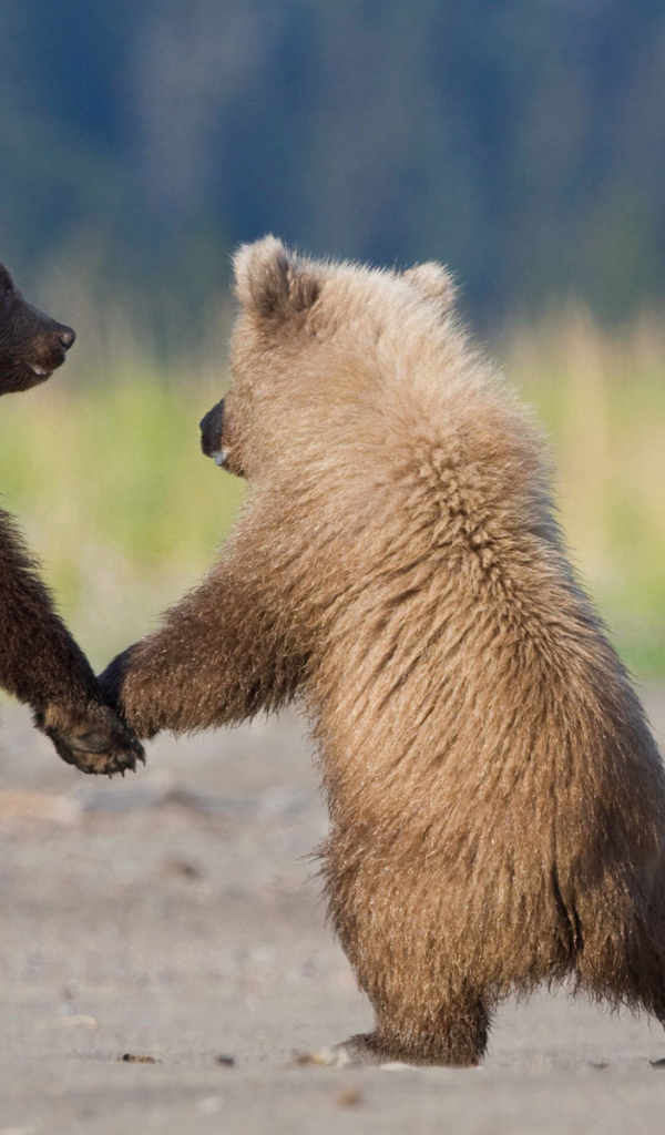 Медвежата держатся за лапы