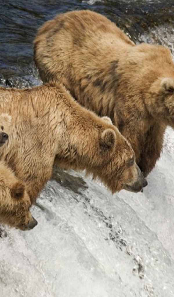 Семья медведей ловит рыбу во время нереста
