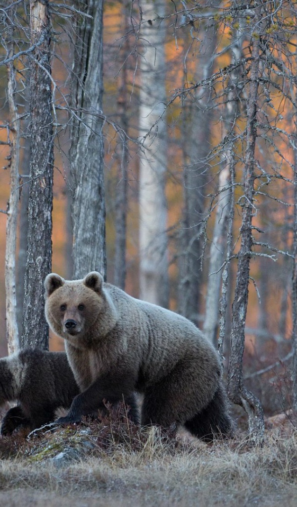 Семья медведей гуляет в лесу