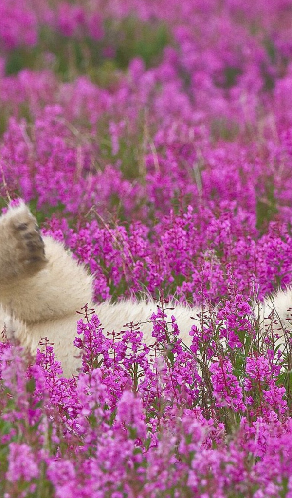 Полярный медведь лежит в цветах