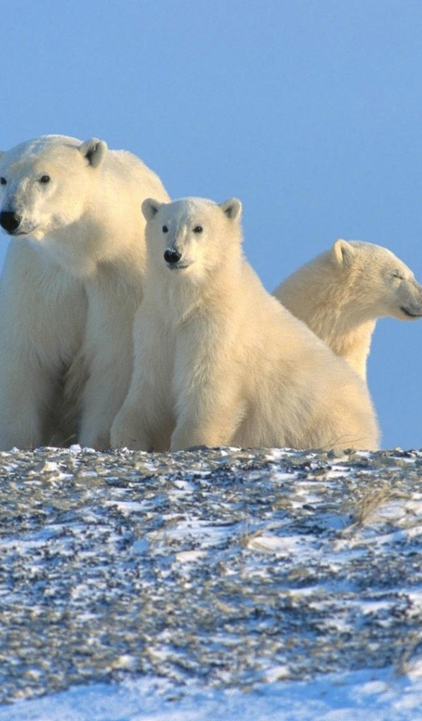 Три белых медведя за полярным кругом