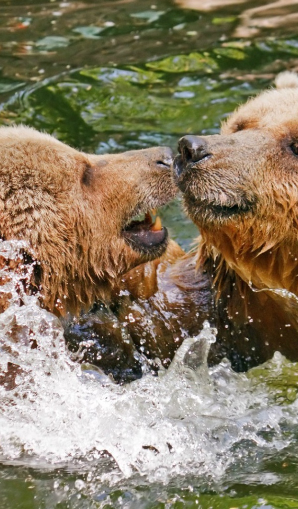 Два медведя играют в воде