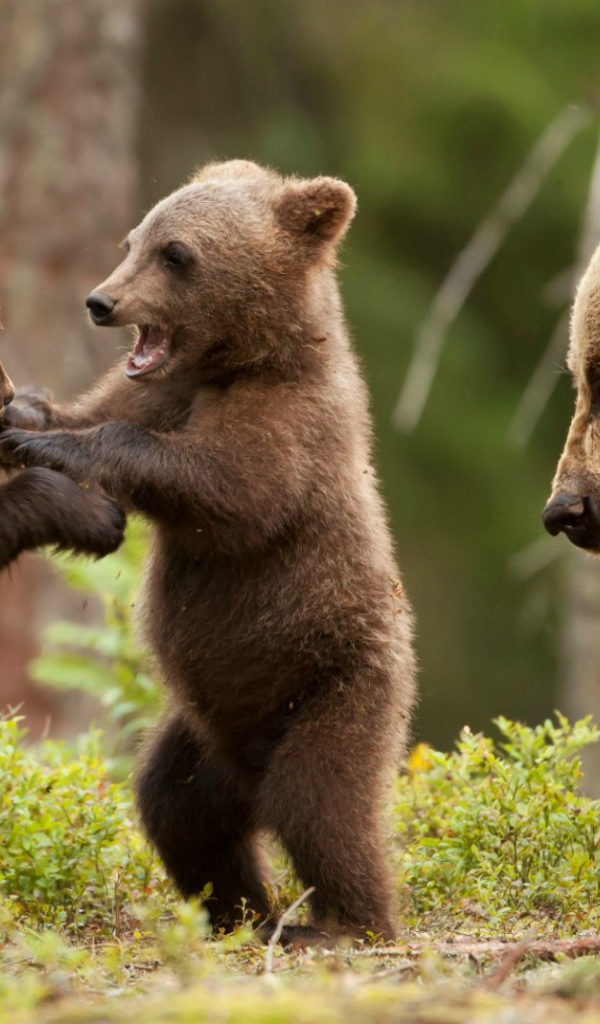 Два игривых медвежонка
