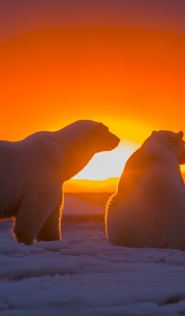Два белых медведя смотрят на закат за полярным кругом