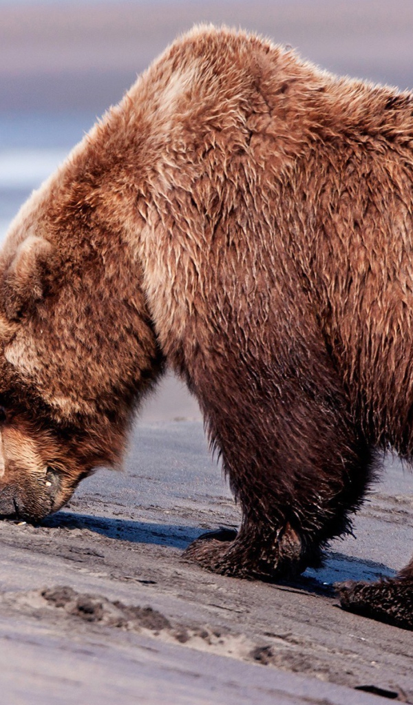 Мокрая медведица с медвежонком