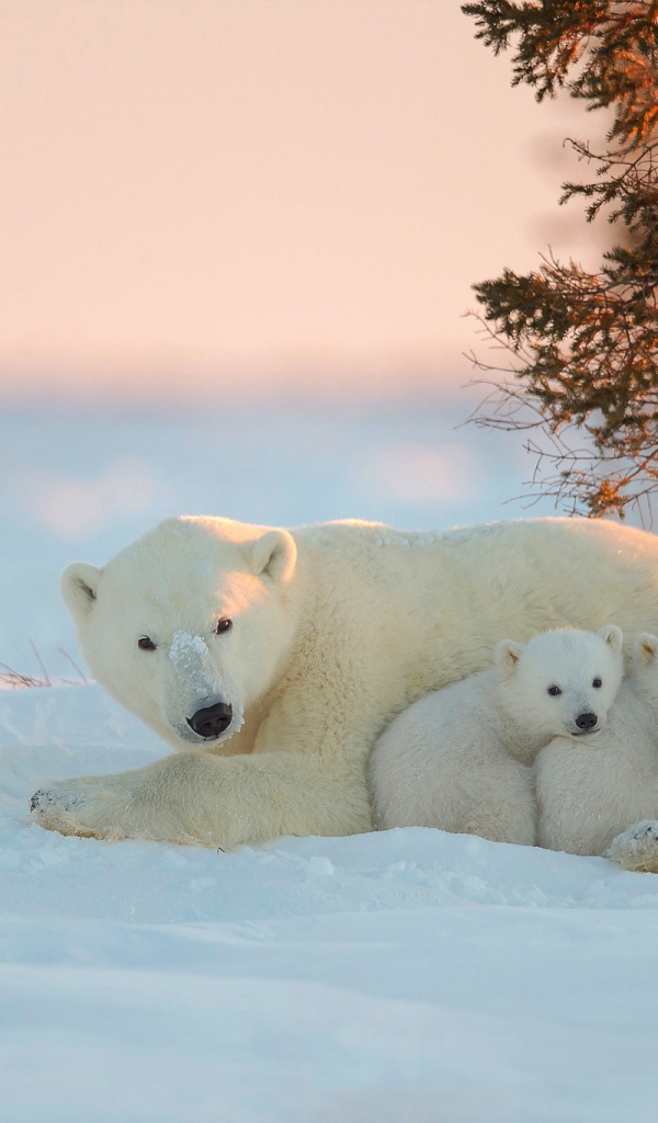Белая медведица и два малыша