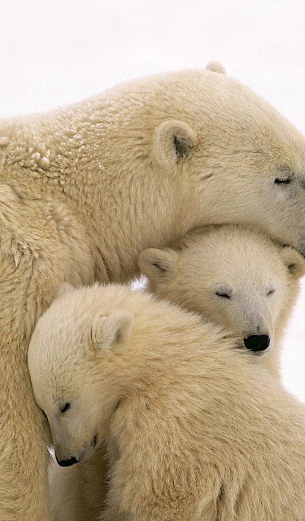 Белая медведица и два медвежонка