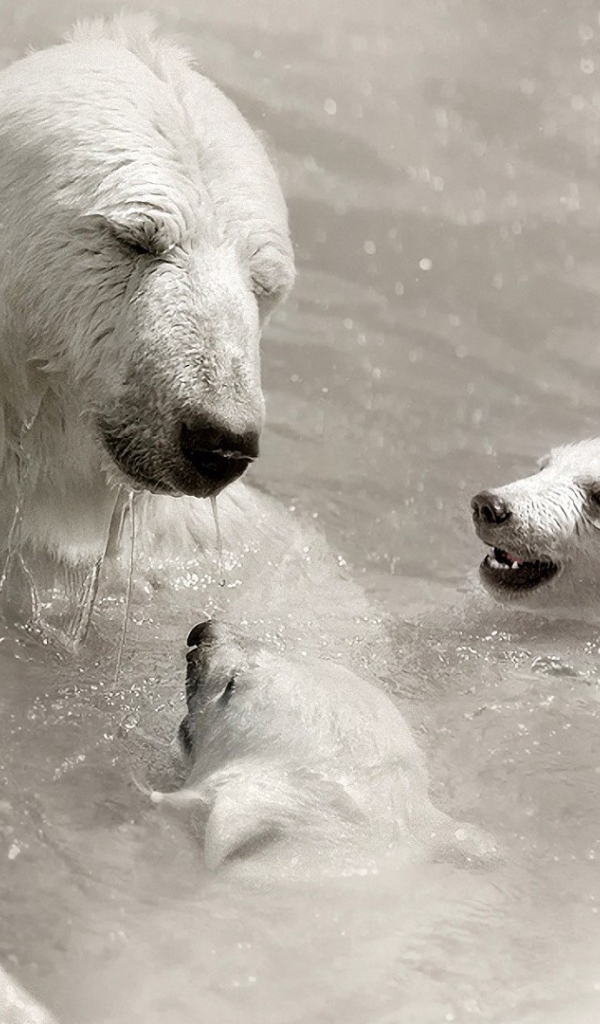 Белая медведица с детьми в воде