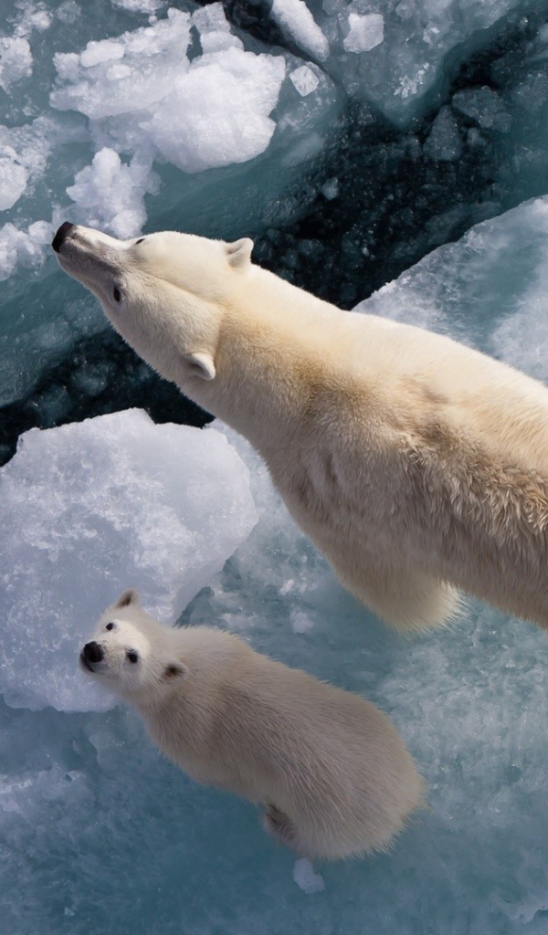 Белая медведица с медвежонком на льдине