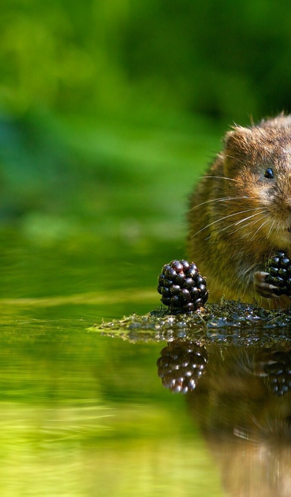 Животное водяная полёвка