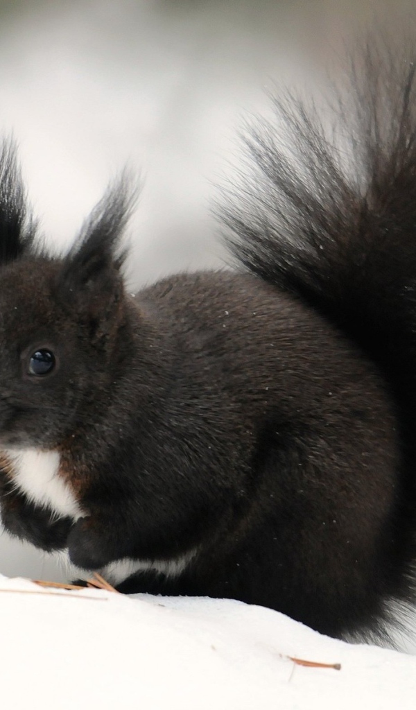 Черная белочка сидит на снегу