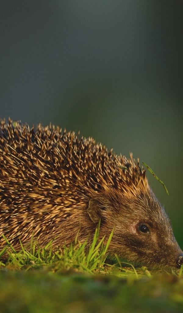 Травинка на иголках ежика