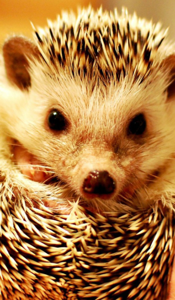 Милый ёжик в руке