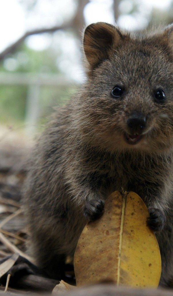 Забавный короткохвостый кенгуру