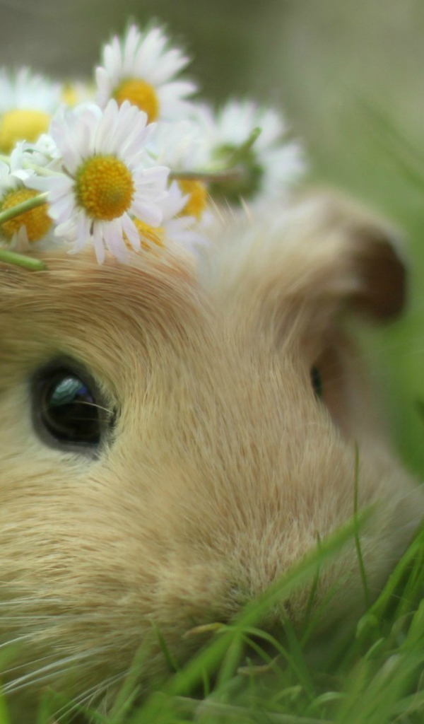 Морская свинка в траве