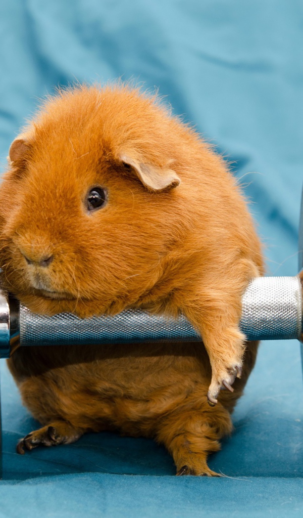 Морская свинка с гантелей